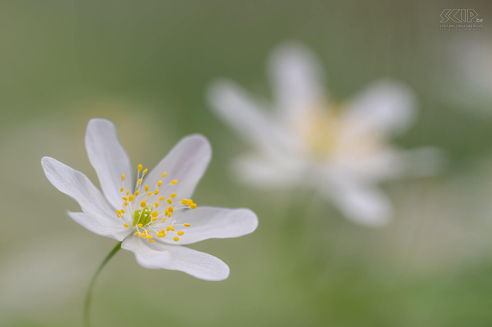 Spring bloomers - Wood anemones in Bertembos  Stefan Cruysberghs